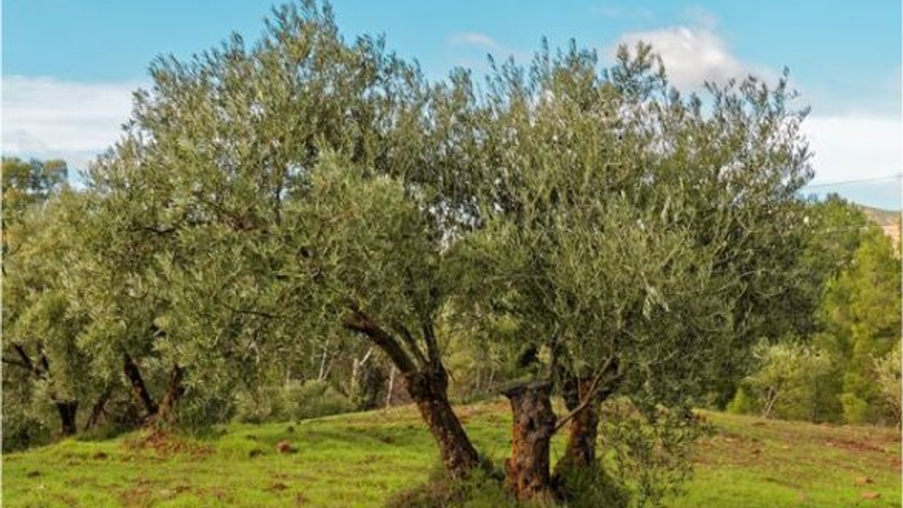Zeytinin Geleceği Gömeç'te Konuşulacak