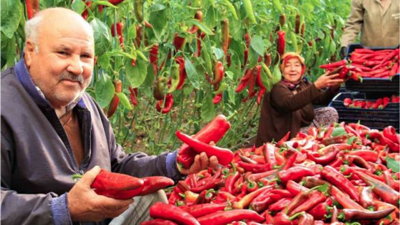 Balıkesir Lezzetinin Lokal Adı Kapya Biberi