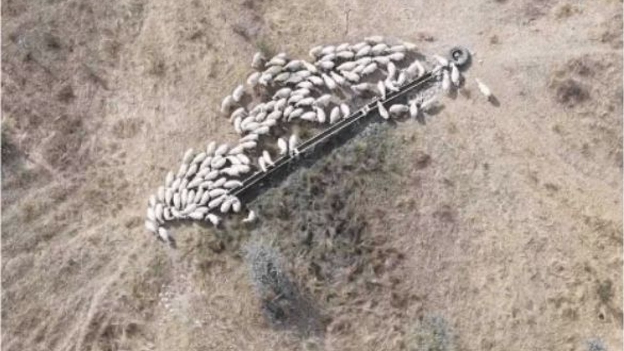 İvrindi'de Kaybolan 82 Koyun Bulundu