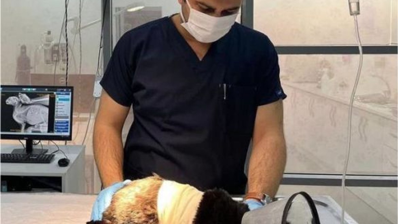 Midesine Olta İğneleri Saplanan Kedi Hayata Tutundu