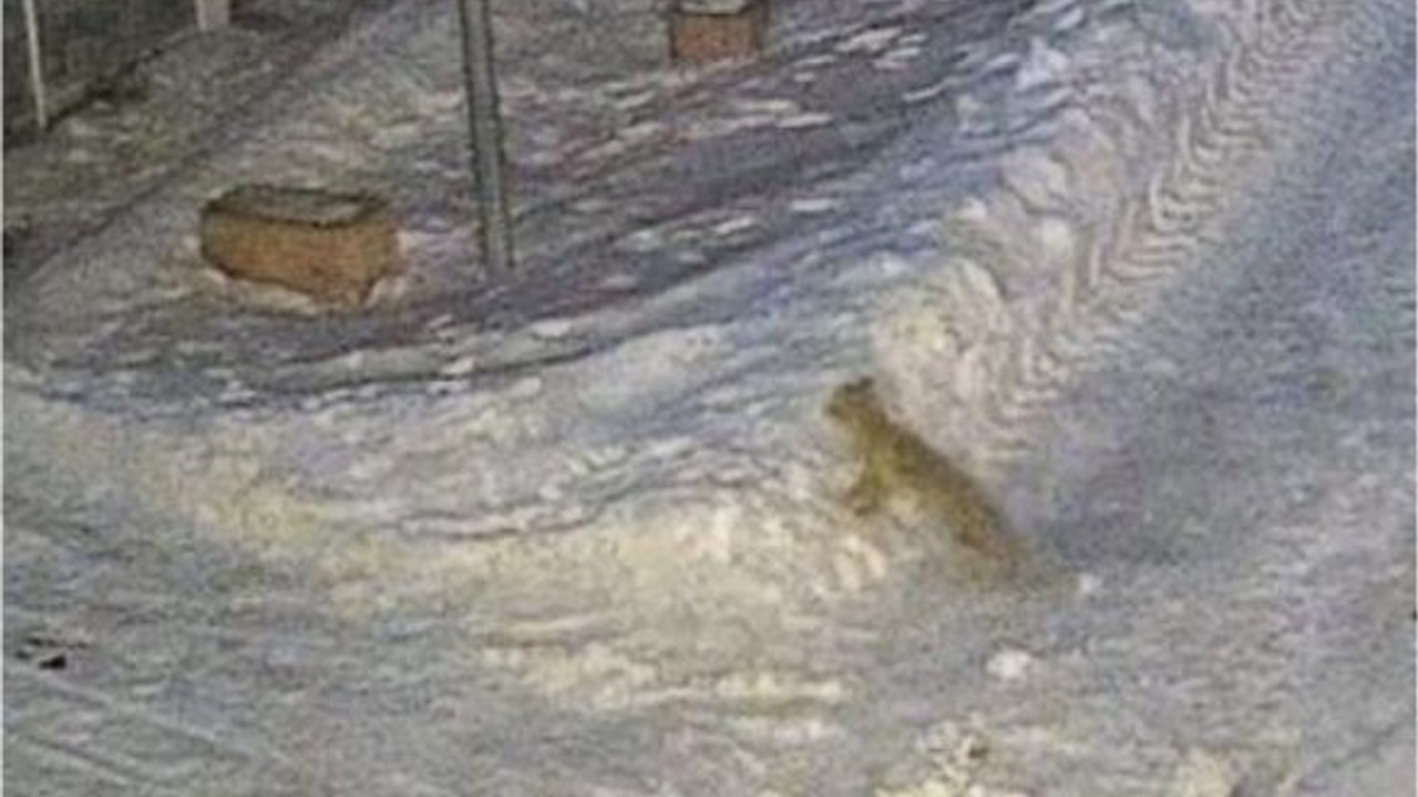 Giresun’da aç kalan tilki yerleşim yerine indi