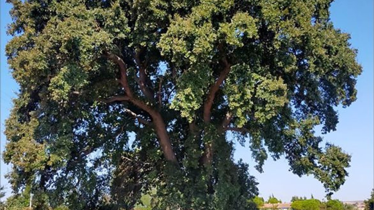 Balıkesir'in Tarihine Şahitlik Eden Ağaçlar Tescilleniyor