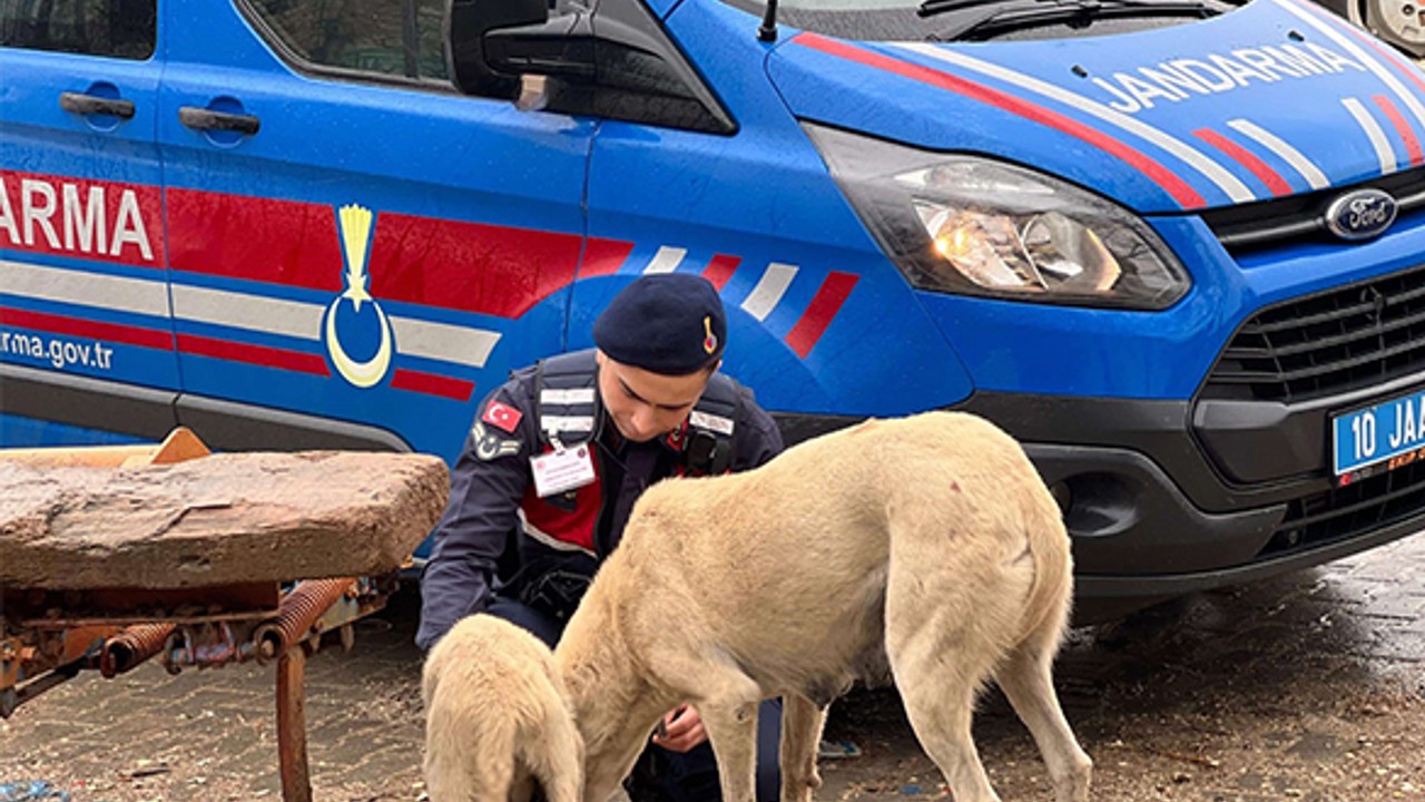 Jandarma sokak hayvanlarını unutmadı