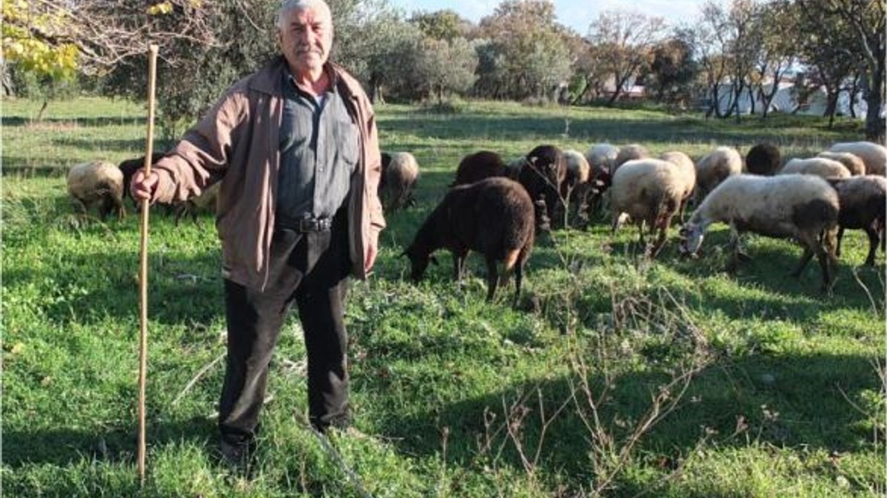 Burhaniye'de Yağışlar Çiftçi ve Çobanları Sevindirdi