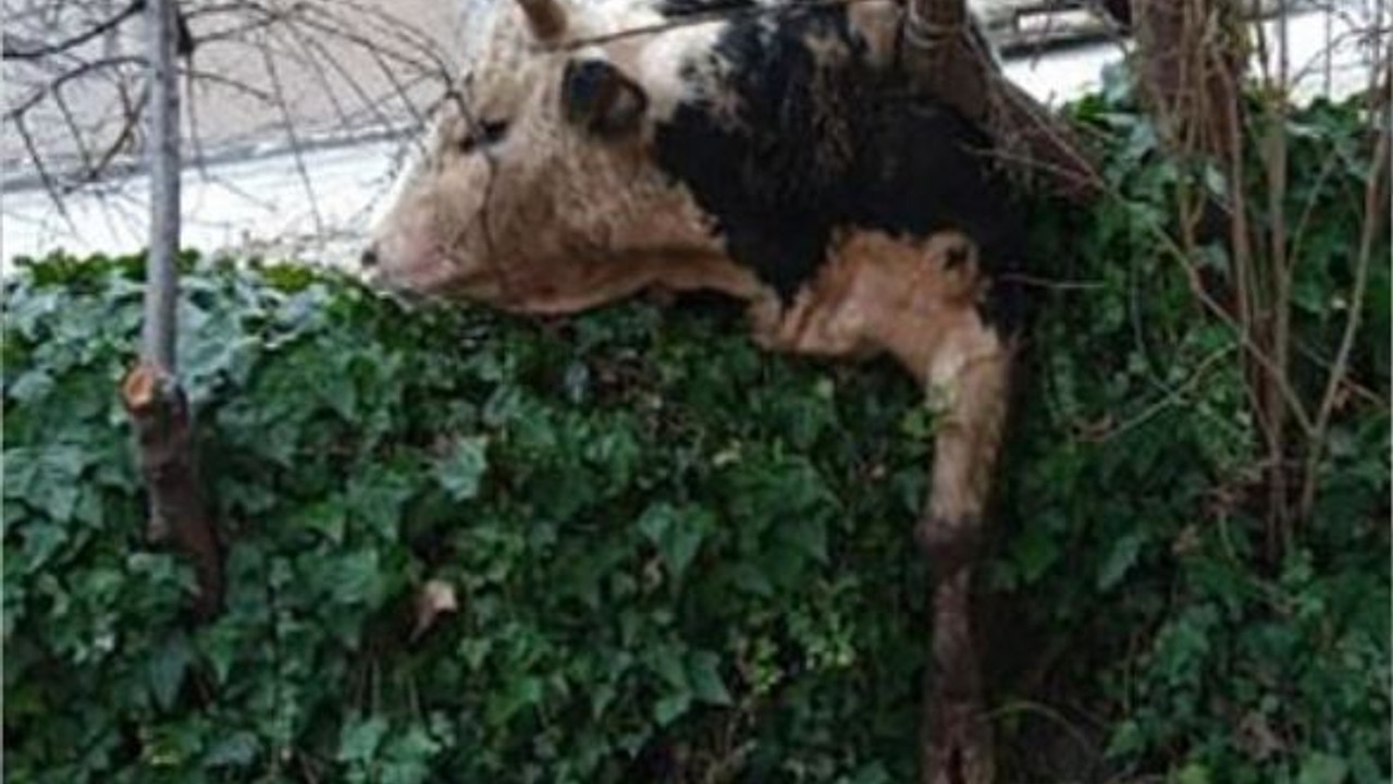 Kaçan danayla kovalamaca başka mahallede son buldu