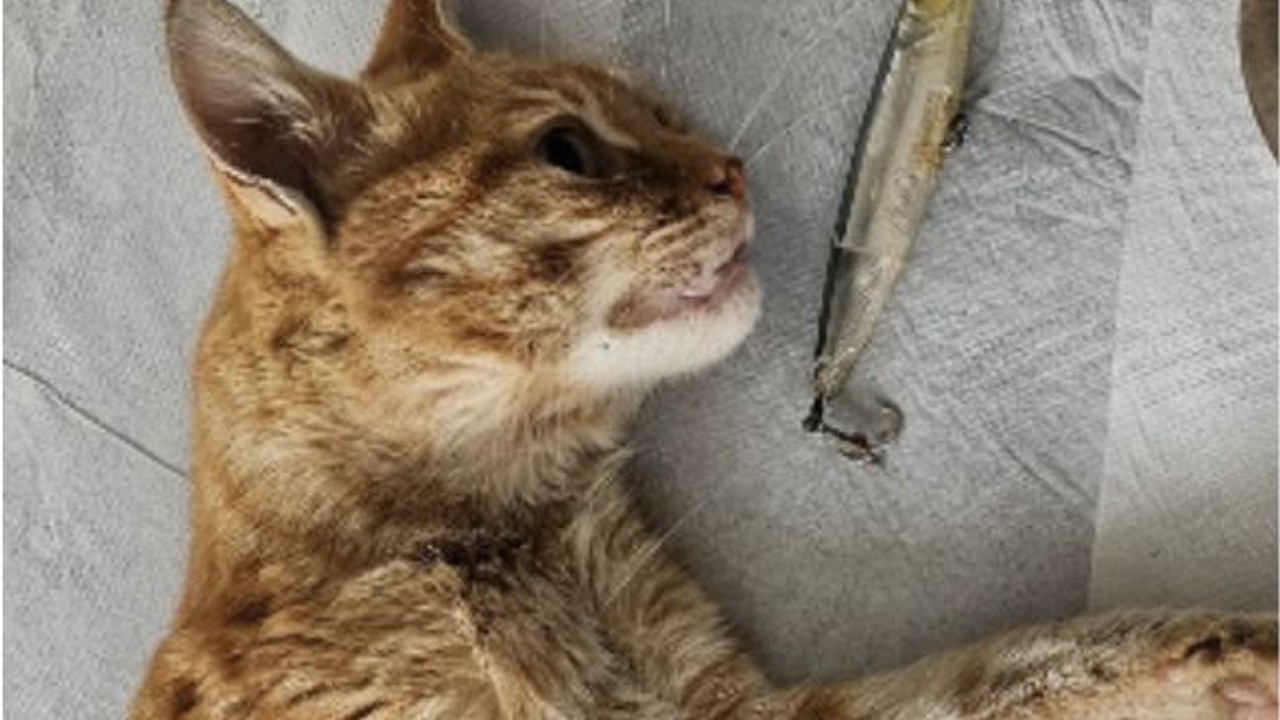 Edremit'te Ağzına Olta Takılan Kedi Kurtarıldı