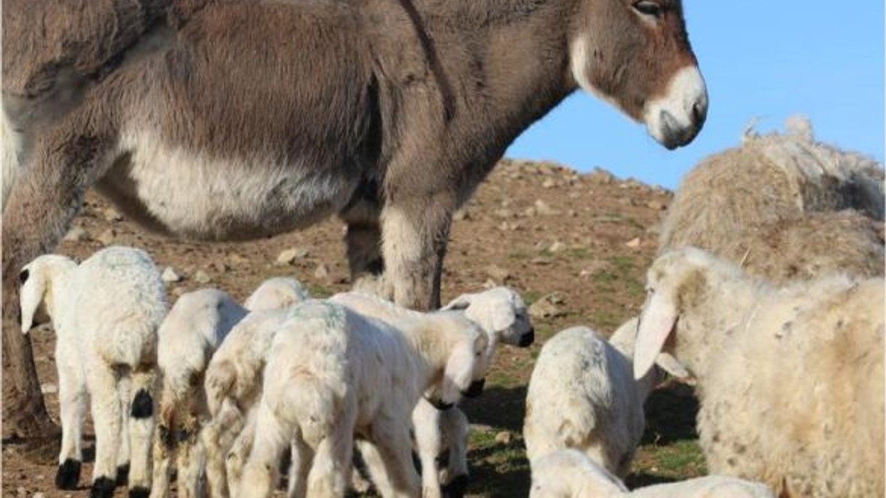 Süt kuzularının anneleriyle buluşma anı görüntülendi