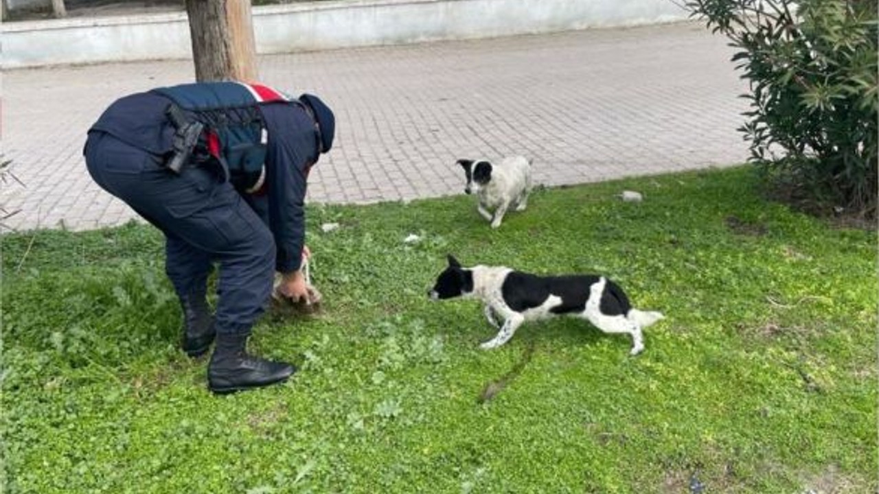 Jandarma Ekipleri Sokak Hayvanlarının Yanında