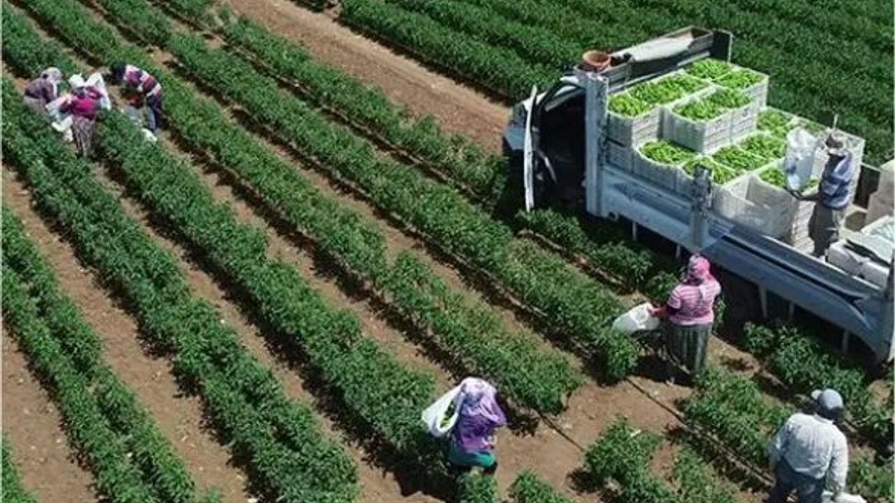 Karacabey'de Bitkisel Üretim İşçilik Hizmeti Alınacak