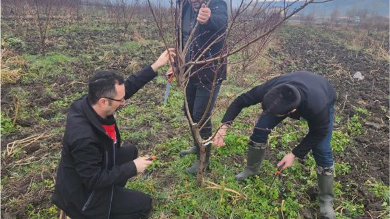 Kepsut'ta Şeftali Üretiminde Yeni Proje