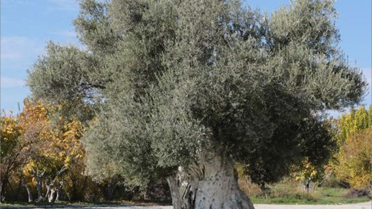 Zeytin Üretimine Yapay Zeka Dokunuşu