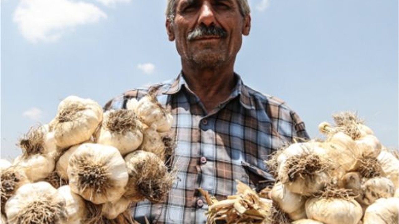 Balıkesir Sarımsağı Şifa Dağıtıyor