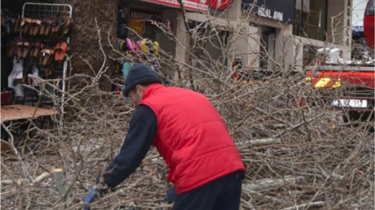 Balıkesir'in Ağaçları Bahara Hazırlanıyor