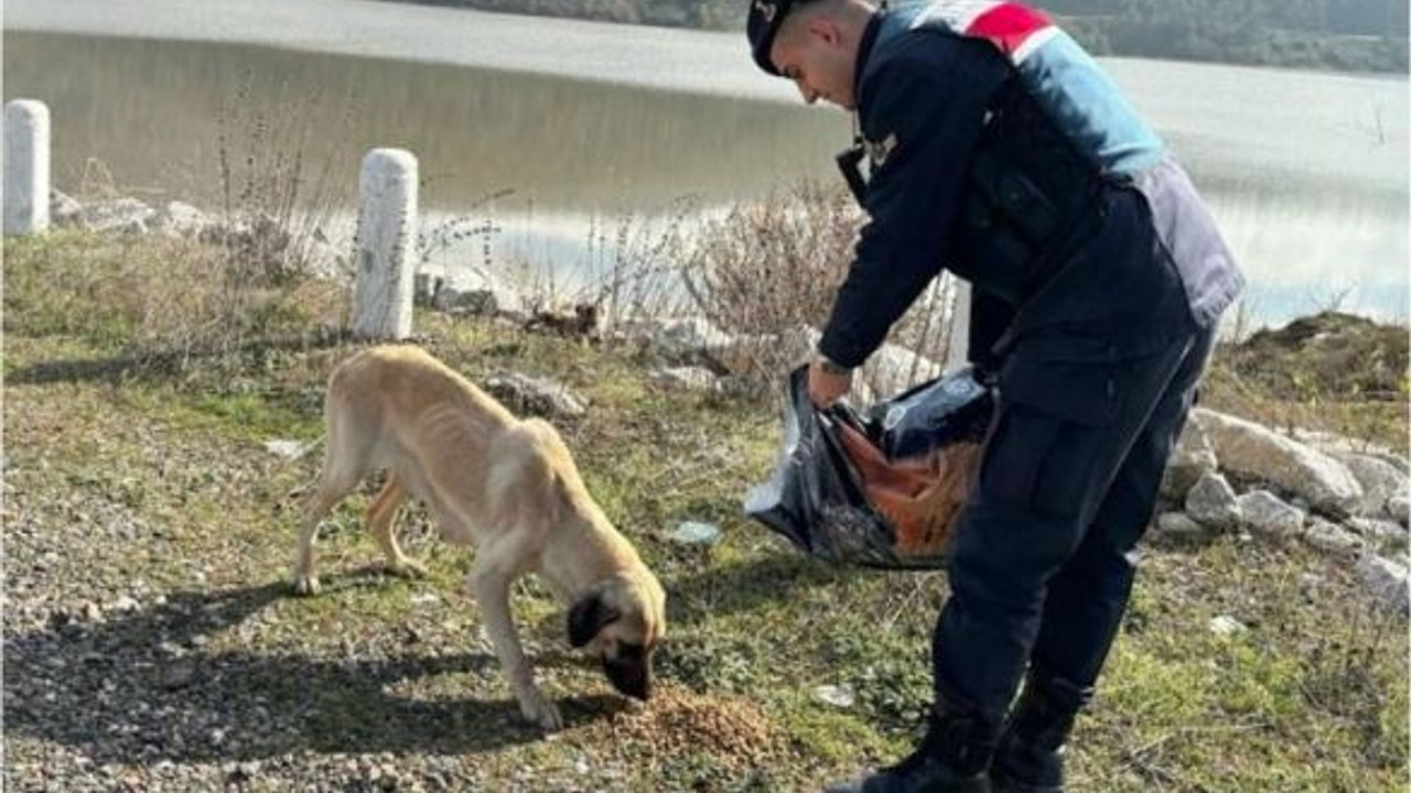 Jandarma 665 Sokak Hayvanına Destek Oldu