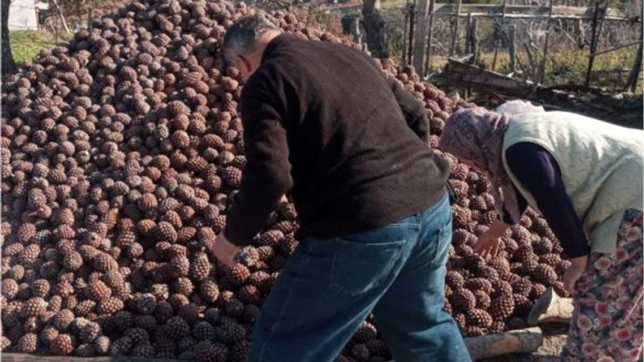 Fıstıkçamı Kozalak Hasadı Burhaniye'de Tamamlandı