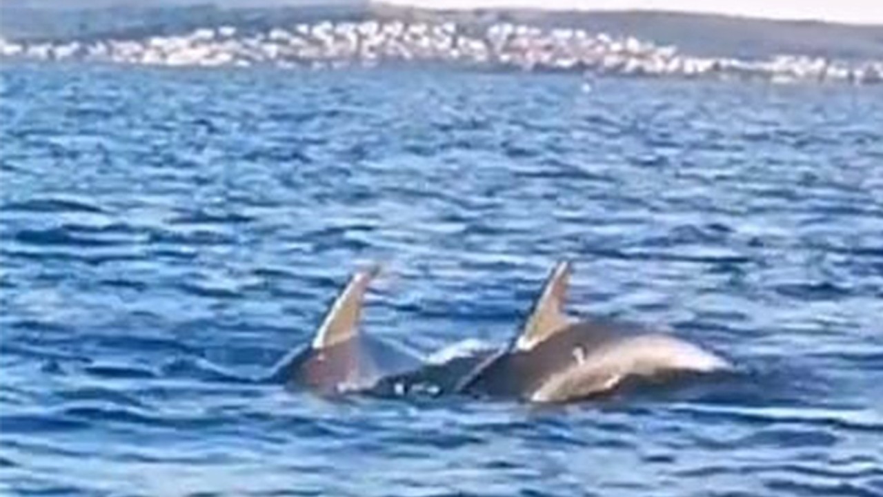 Ayvalık Körfezi'nde Yunusların Sevimli Gösterisi