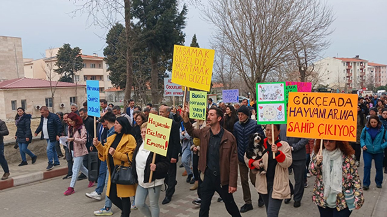 Gökçeada'da 14 köpeğin telef edilmesine hayvanseverlerden tepki