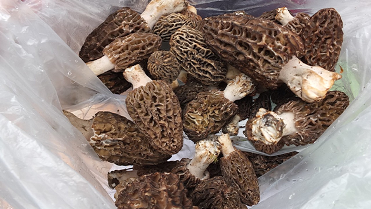 Kuzu Göbeği Mantarı Altın İle Yarışıyor