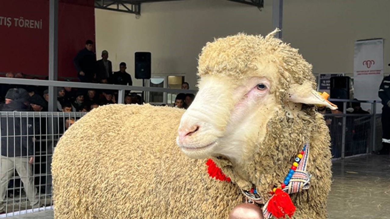 Merinos Koçu Rekor Fiyatla150 Bine Satıldı
