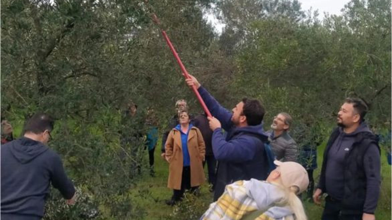 Verimli Zeytincilik İçin Eğitim Dokunuşu