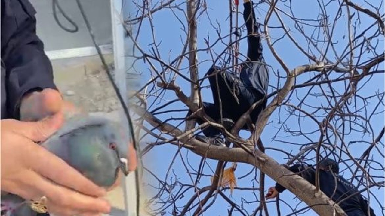 Ağaç dallarına takılan güvercini itfaiye kurtardı