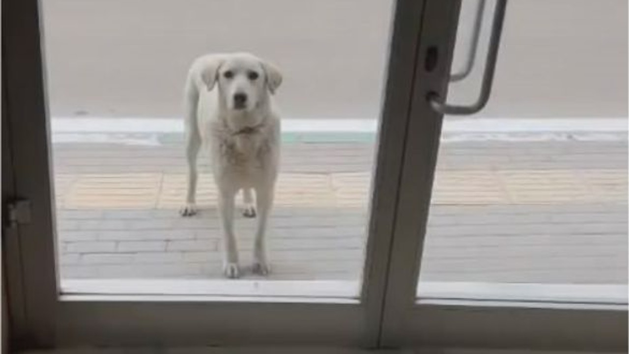 Her gün dükkana gelen köpeği besleyen esnaf yüzleri gülümsetti