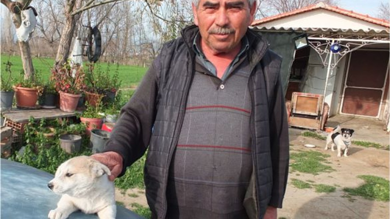 Balıkesirli Koyun Yetiştiricisi Sokak Köpeklerine De Sahip Çıktı