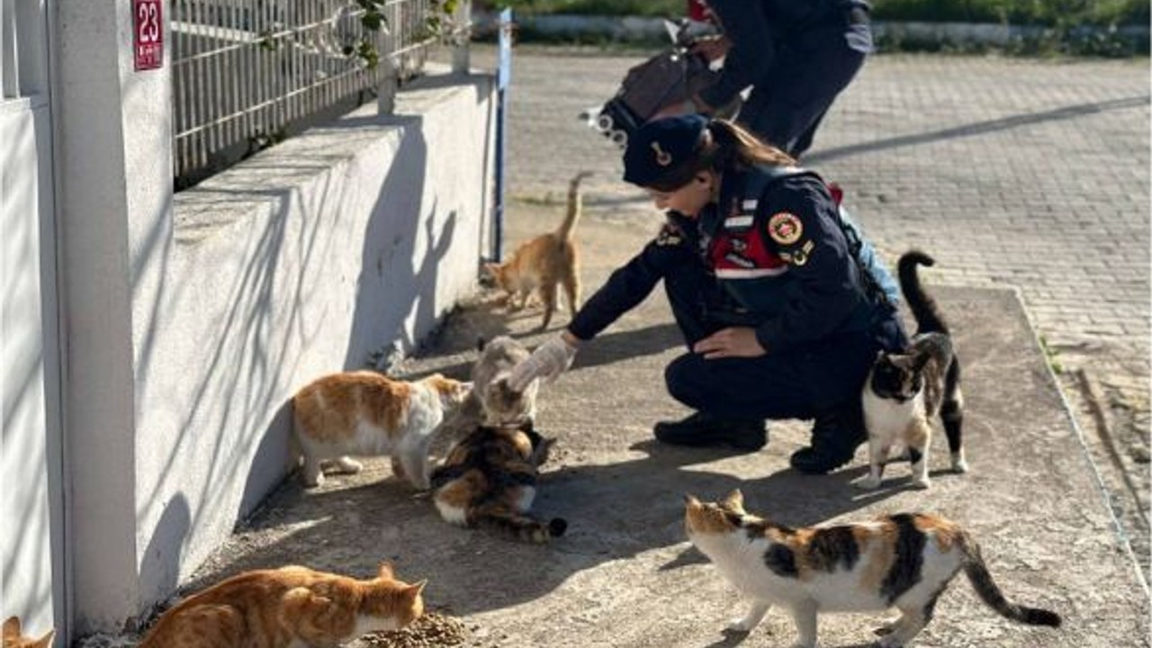 Jandarma Ekipleri Sokaktaki Canları Unutmadı