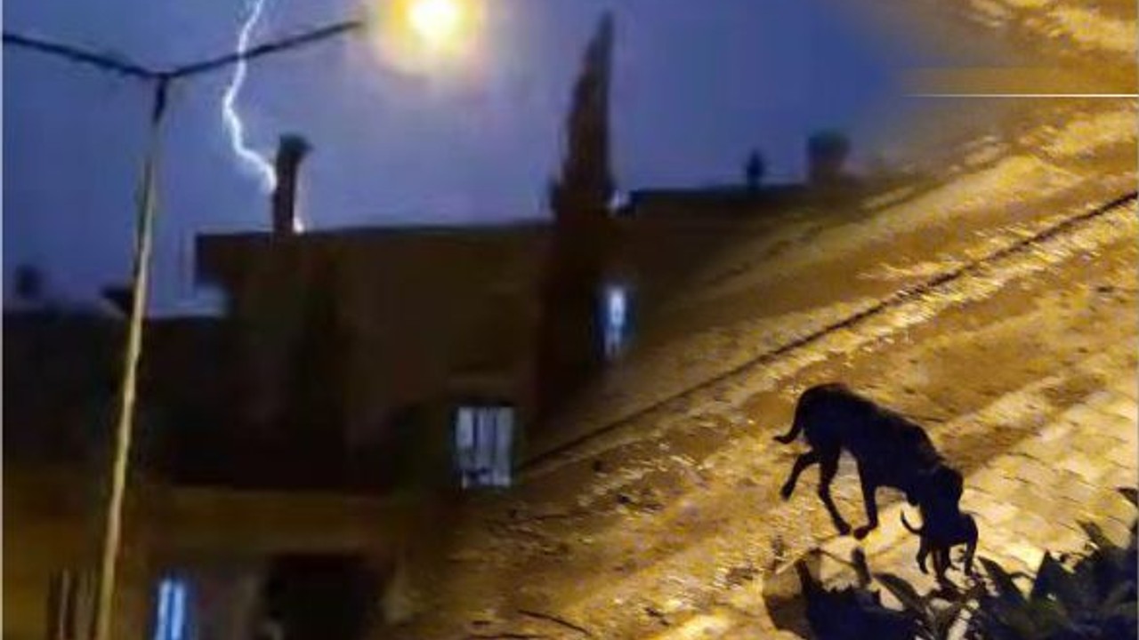 Anne köpek, şimşek ve yıldırımdan yavrularını böyle korudu
