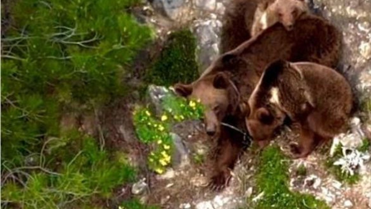 Yaban hayvanları dronla görüntülendi