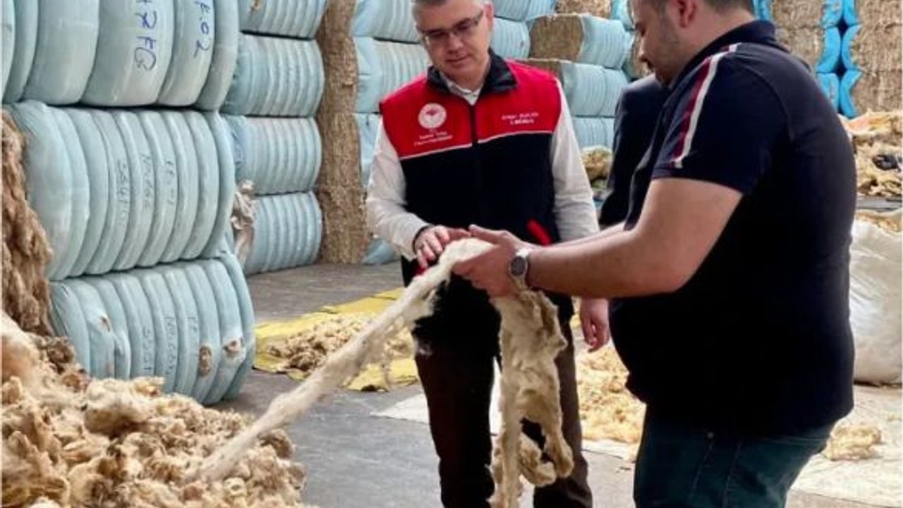 Balıkesir Kuzusunun Yünü Bile Değerli!