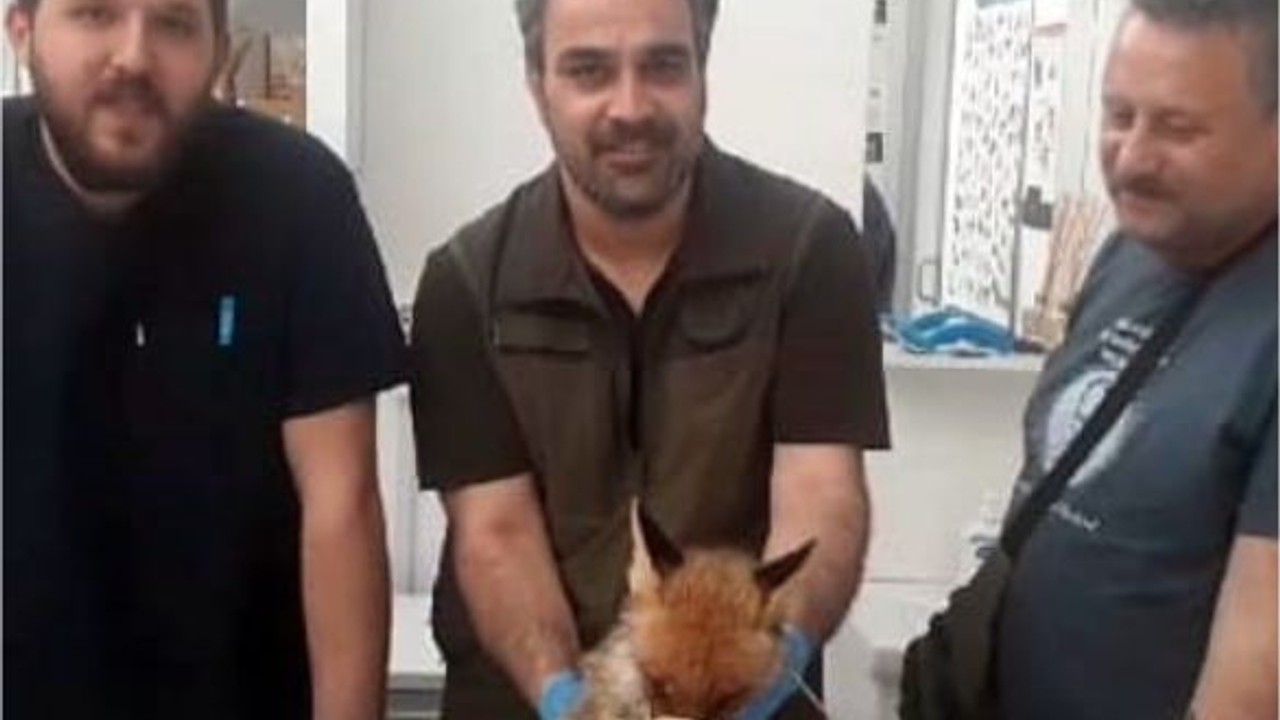 Edremit'te Baygın Bulunan Tilkiye Hızlı Müdahale