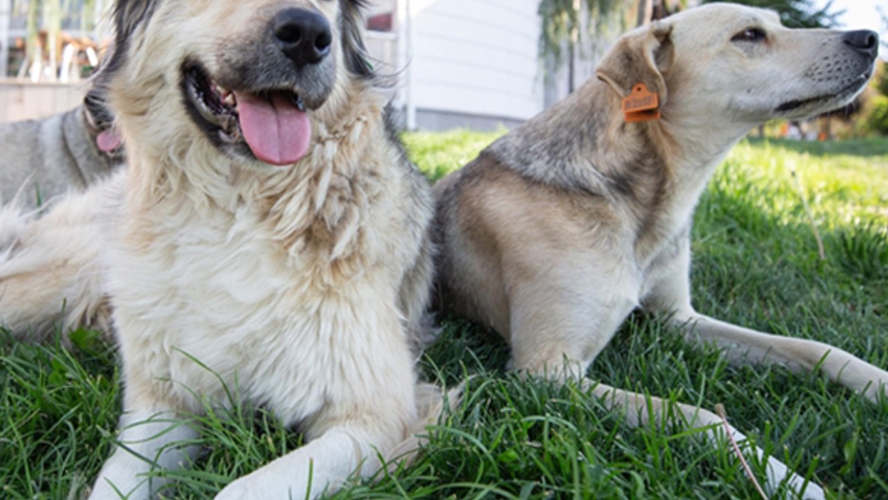 AB Ülkelerinden Türkiye'ye Seyahat Uyarısı: Başıboş Köpek Sorunu ve Kuduz Riski