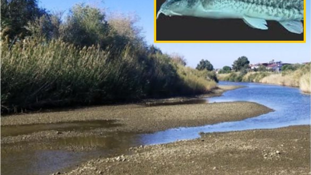 Balıkesir'de Yeni Balık Türü Keşfedildi! Dünyaya Duyuruldu