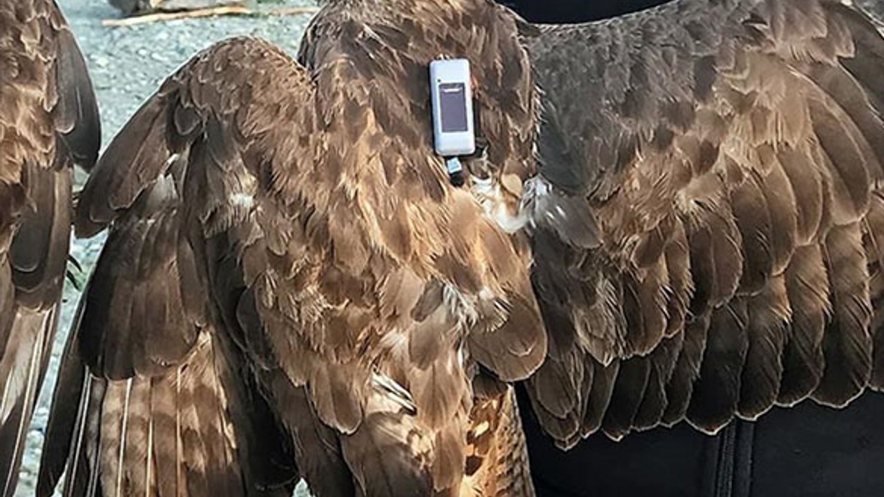 Bu Şahin 2 Yılda 48 Bin 865 Km Uçarak 34 Ülke Gezdi