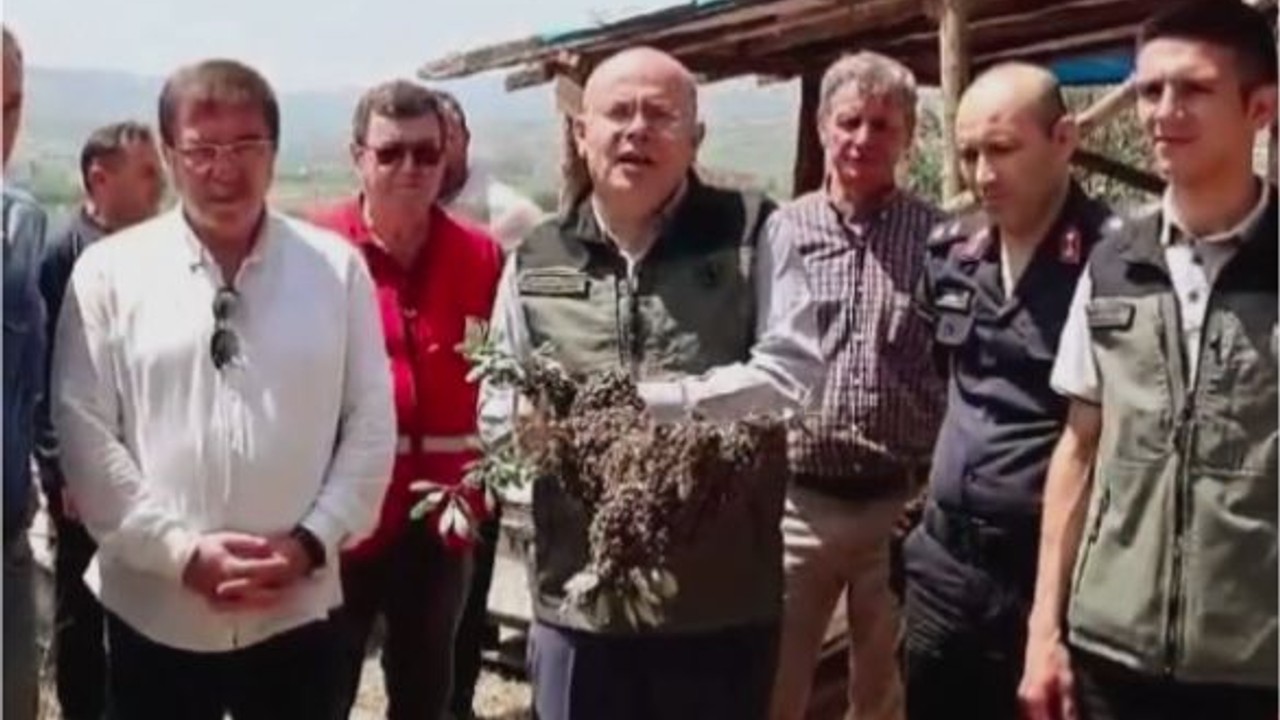 Balıkesir Bal Ormanı'nda Arıcıları Sevindiren Sürpriz!