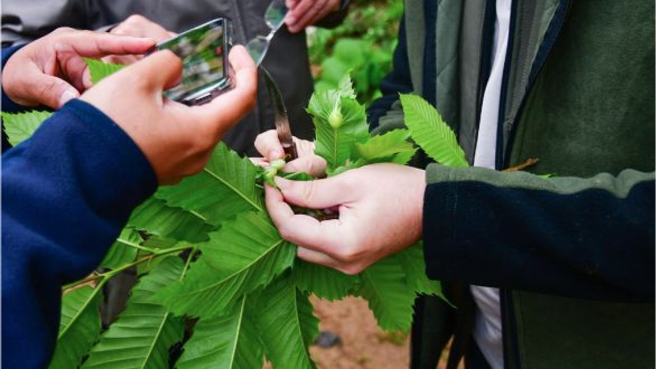 Balıkesir'in Kestane Ağaçlarını Koruyan Gizli Silah!