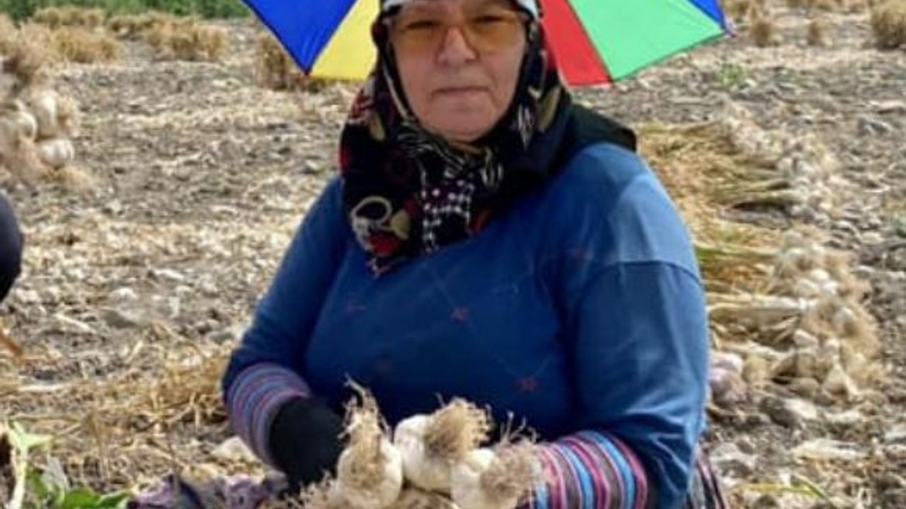 Balıkesir’de Sarımsak Diyarında Hasat