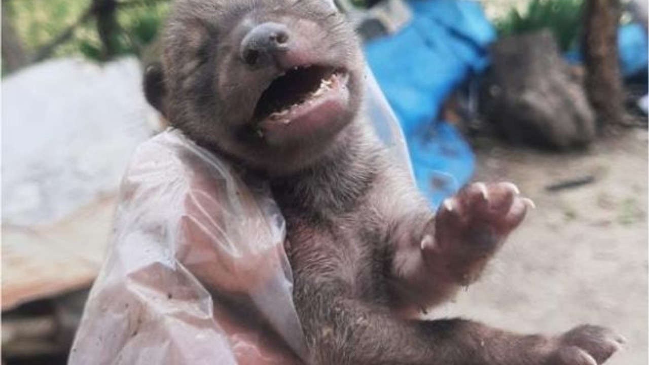 Yavru çakalı köpeklerden kurtardı