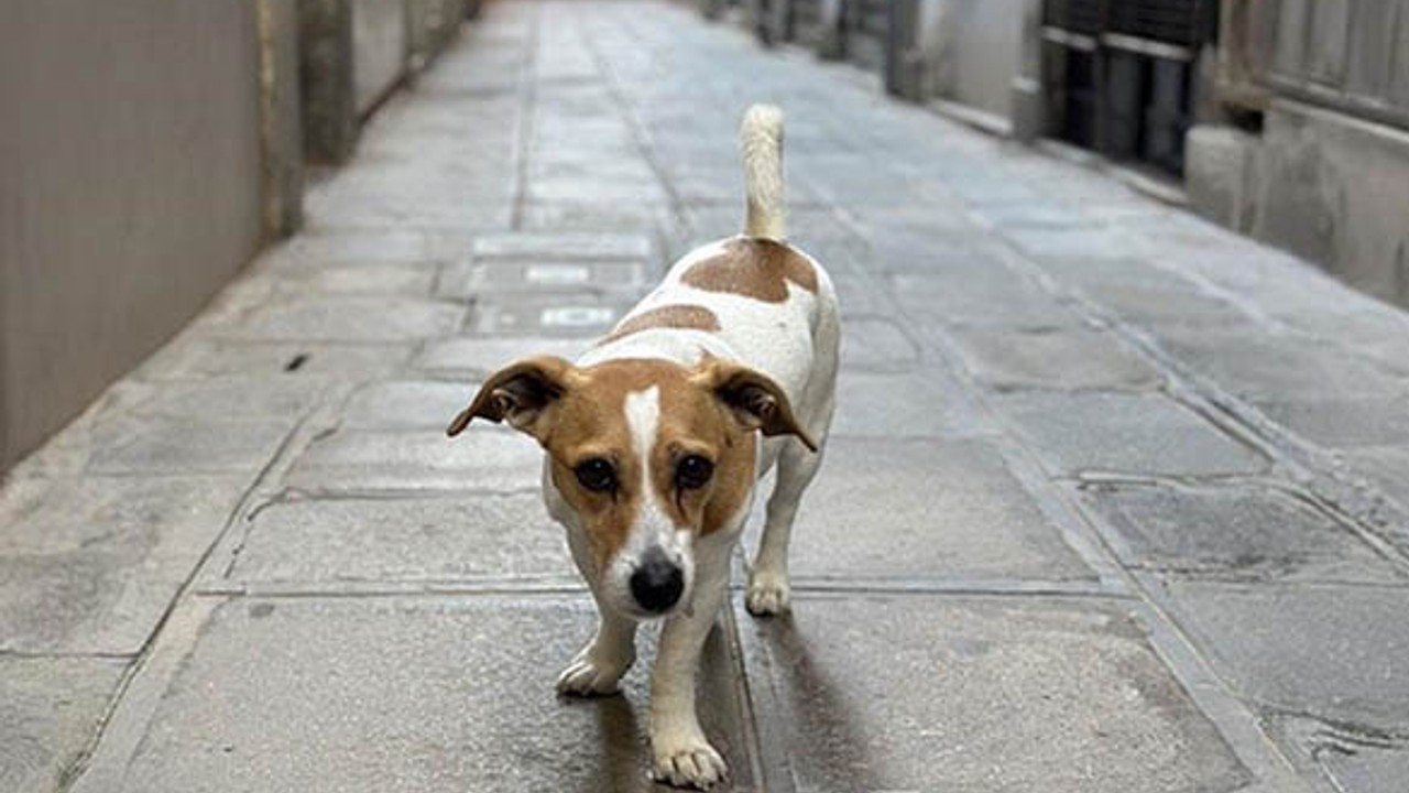 Almanya’da Köpek Sahiplerinin Vergileri Barınaklara Aktarılıyor
