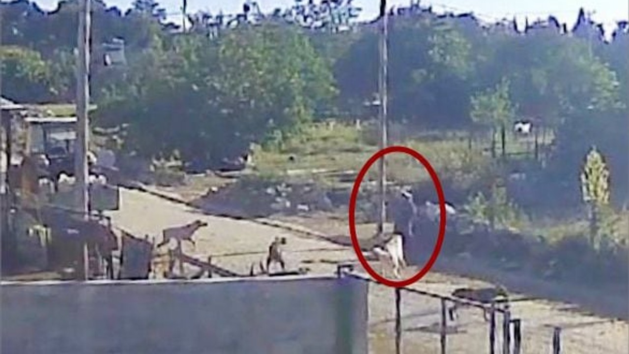Bandırma'da Dehşet Anları! Başıboş Köpekler Kadına Saldırdı