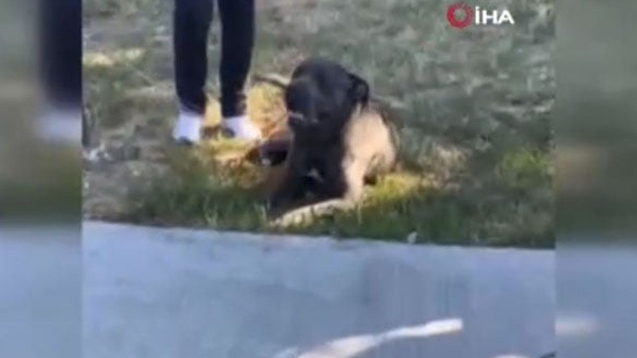 Başıboş köpek dehşet saçtı!