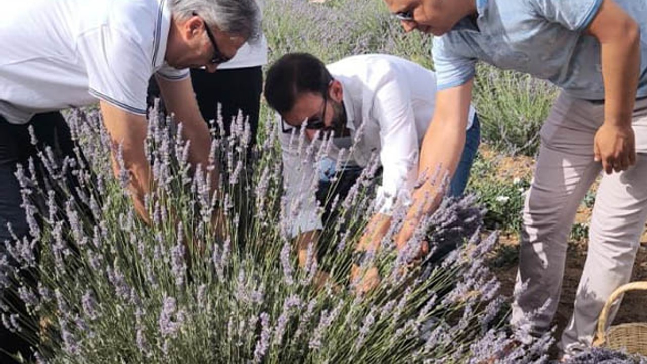 Burhaniye’de Üniversite Öğrencileri Lavanta Hasadında Buluştu