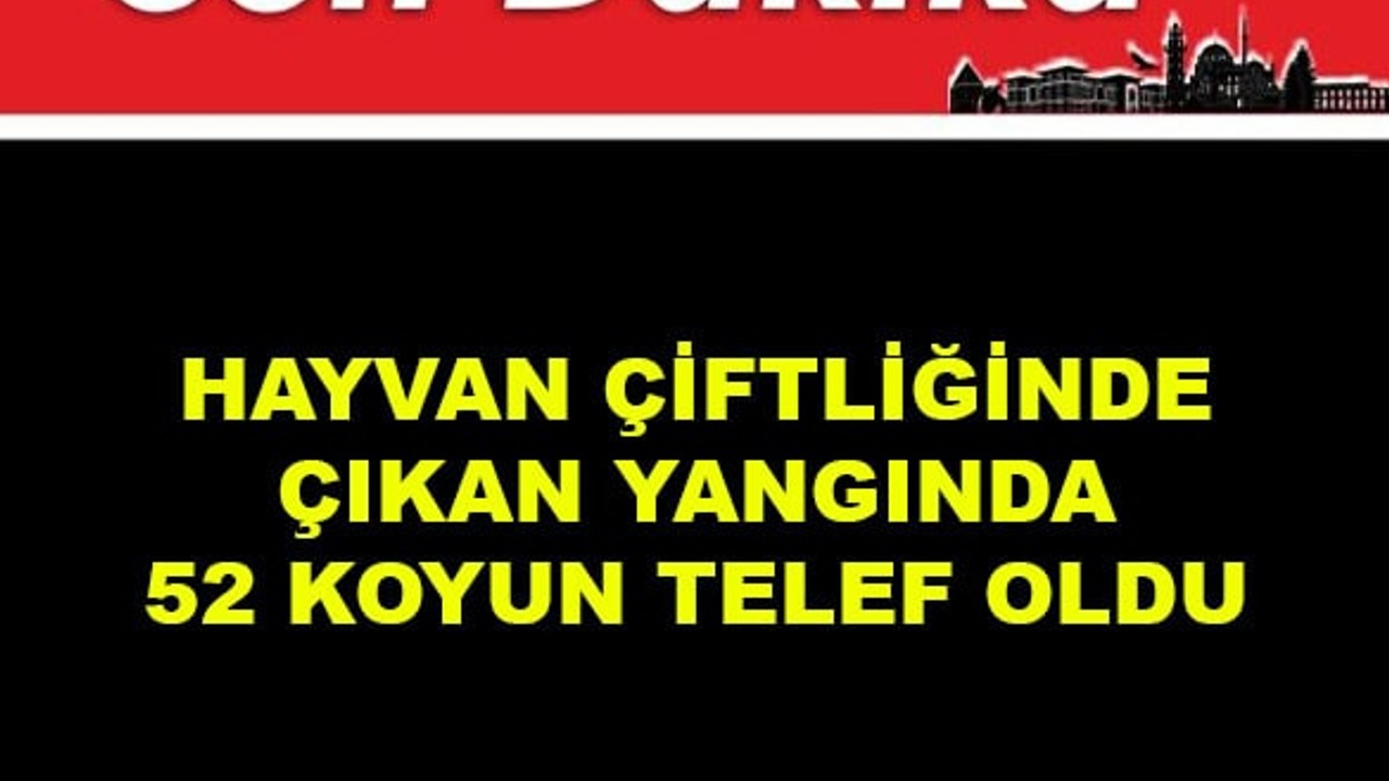 Hayvan Çiftliğinde Çıkan Yangında 52 Koyun Telef Oldu