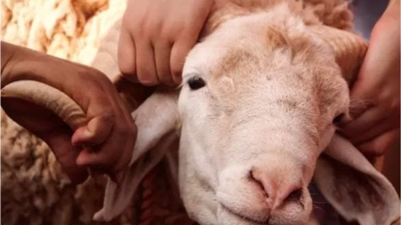 Kurban Bayramı Hazırlıkları Nelerdir? Bu Adımları Atlamayın