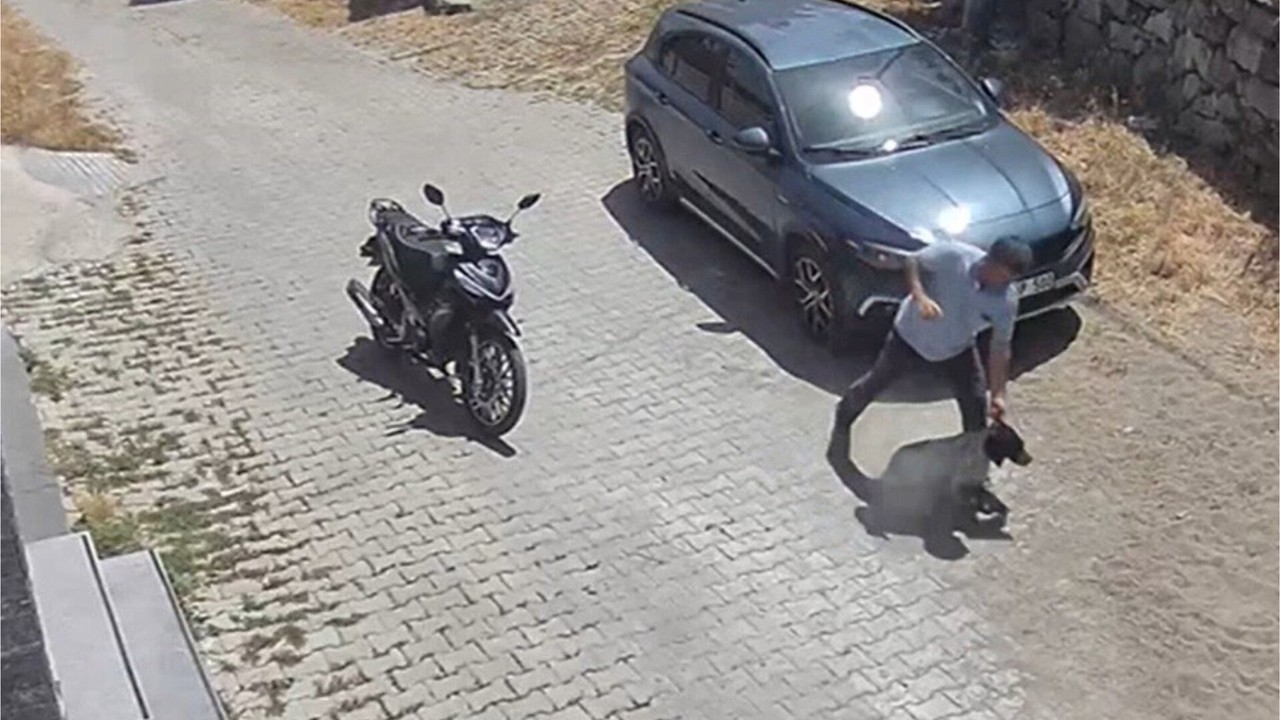 Köpek Benim Sana Ne Kavgası