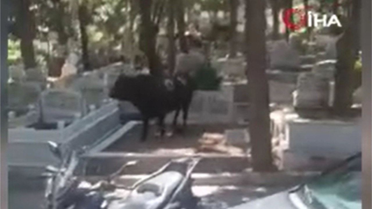 Kızgın boğa mezarlığa daldı: İki kişiyi yaraladı