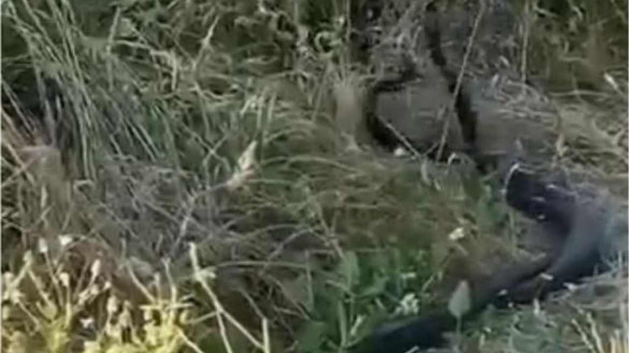 Yılanların çiftleşme dansı kamerada