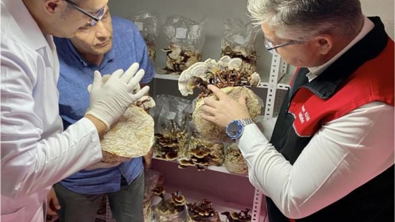 Balıkesir Ölümsüzlük Mantarını Buldu