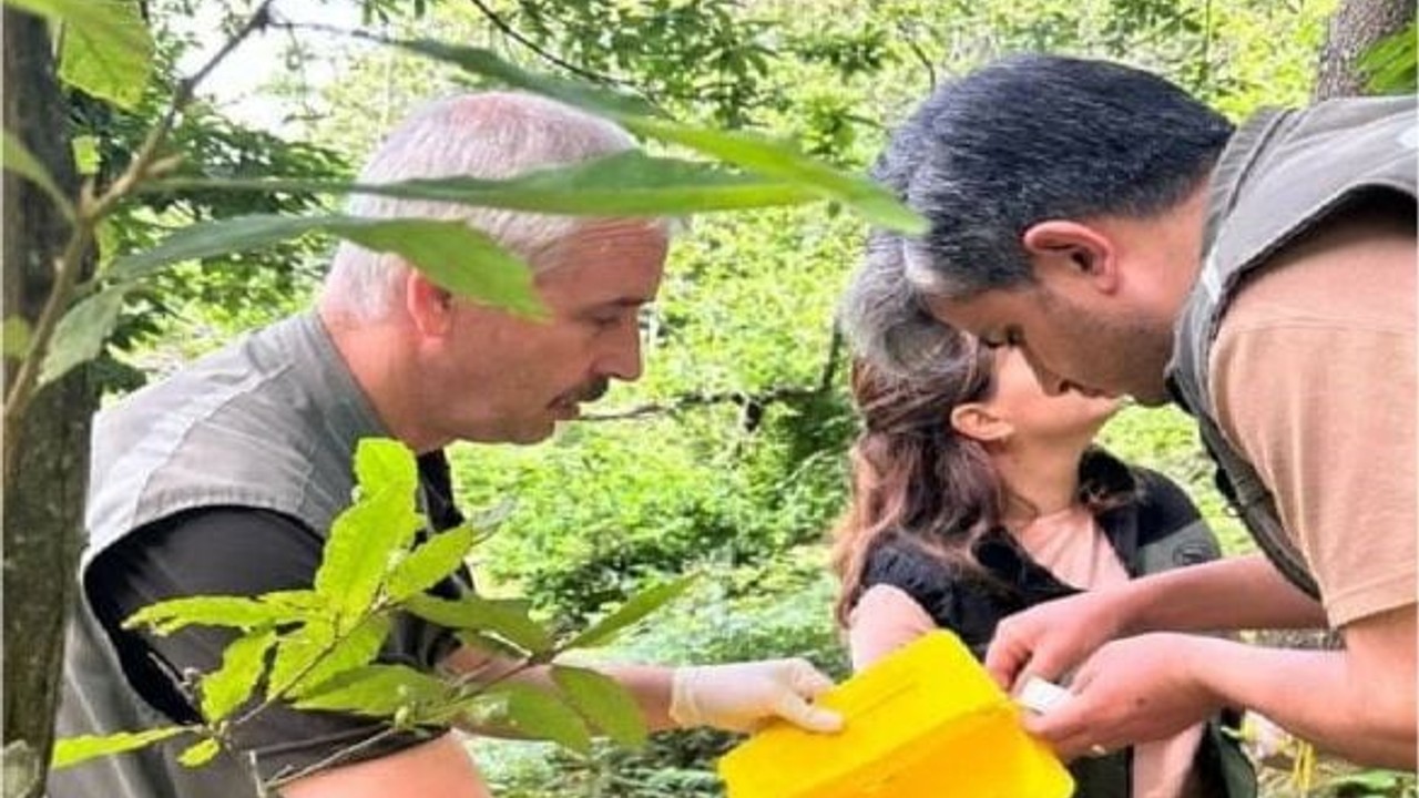 Balıkesir'de Gal Arısıyla Biyolojik Mücadele Başladı